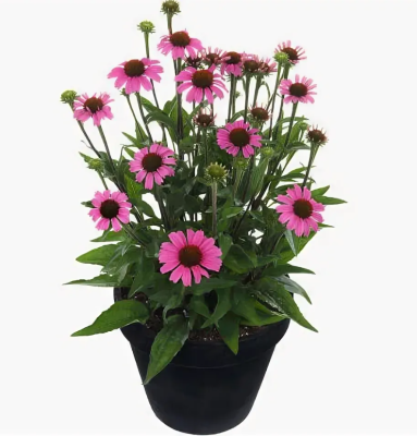 Эхинацея, Гор17 М в интернет гипермаркете «Планета Лета». Фото