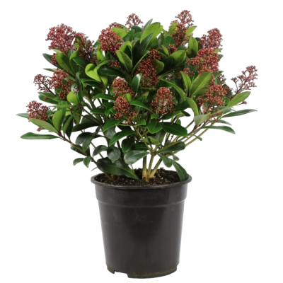 Скиммия японская Rubinetta, Гор13, Выс40 в интернет гипермаркете «Планета Лета». Фото