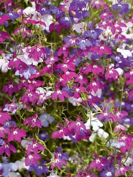 Лобелия плетистая Фонтан смесь (ЦВ) ("1) 0,1гр. в интернет гипермаркете «Планета Лета». Фото