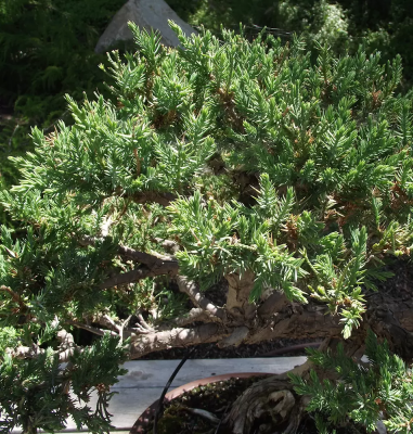 Бонсай Можжевельник китайс San Jose, Гор39 в интернет гипермаркете «Планета Лета». Фото