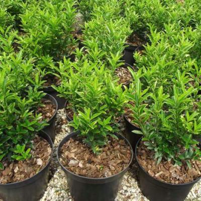 Бересклет Microphyllus, Гор12, Выс30 в интернет гипермаркете «Планета Лета». Фото