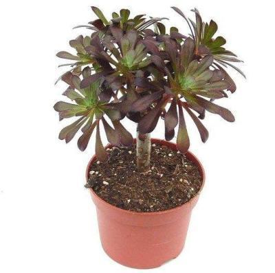 Эониум, Гор8, Выс20 в интернет гипермаркете «Планета Лета». Фото