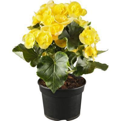 Бегония Yellow Stone, Гор14, Выс38 в интернет гипермаркете «Планета Лета». Фото