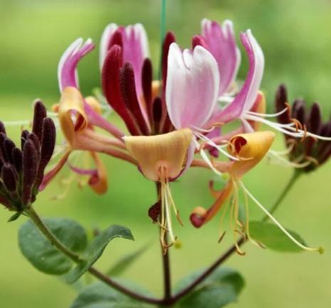 Жимолость (декоративная) Гекротта Вариегата/ЦКор Кутепово в интернет гипермаркете «Планета Лета». Фото Жимолость (декоративная) Гекротта Вариегата/ЦКор в интернет гипермаркете «Планета Лета». Фото