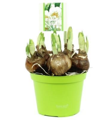 Нарцисс Tete a tete, Гор9, Выс20 в интернет гипермаркете «Планета Лета». Фото