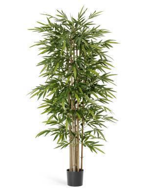 Бамбук Новый 120 см 2/2 в интернет гипермаркете «Планета Лета». Фото