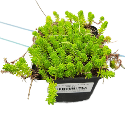 Очиток едкий, C2-3л М в интернет гипермаркете «Планета Лета». Фото