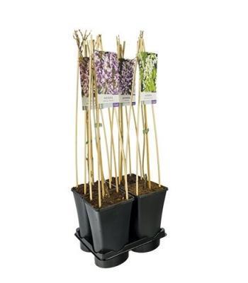 Глициния микс, Гор19, Выс150 в интернет гипермаркете «Планета Лета». Фото