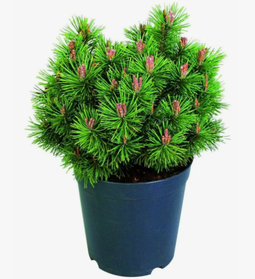 Сосна горная Шервуд Компакт, Гор19 М в интернет гипермаркете «Планета Лета». Фото