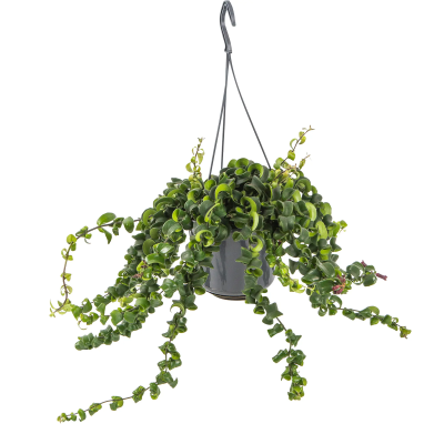 Эсхинантус Rasta, Гор15, Выс30 в интернет гипермаркете «Планета Лета». Фото