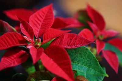 Пуансеттия, Гор12-13 М в интернет гипермаркете «Планета Лета». Фото