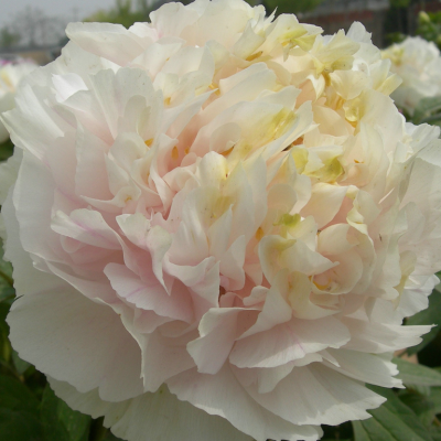 Пион древовидный Золотой Изумруд (туба) в интернет гипермаркете «Планета Лета». Фото