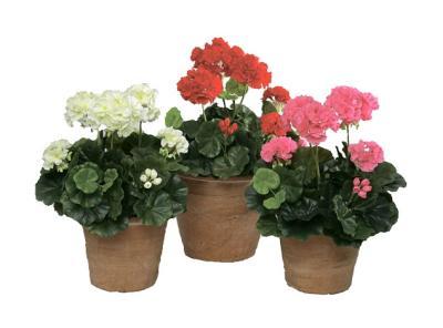 Герань ярко-розовая в-30 см 6/96 20.1089PK в интернет гипермаркете «Планета Лета». Фото