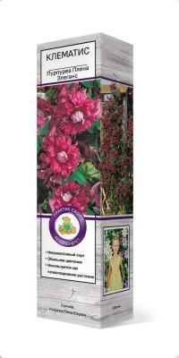 Клематис ботанический Пурпуреа Плена Элеганс/ЦКор в интернет гипермаркете «Планета Лета». Фото