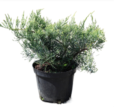 Можжевел.вирг.Golden Spring, Гор23, Выс30 в интернет гипермаркете «Планета Лета». Фото