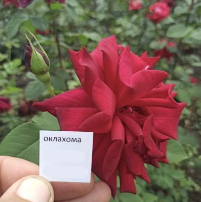 Роза чайно-гибридная Оклахома ОКС в интернет гипермаркете «Планета Лета». Фото
