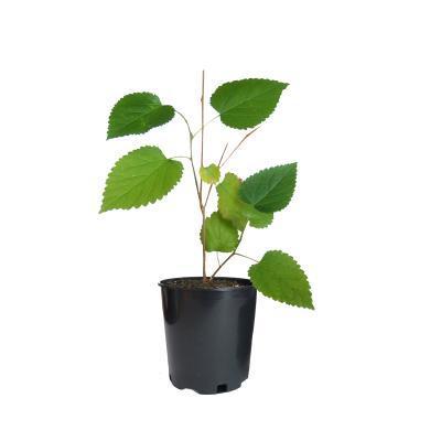 Шелковица плодовая Белая медовая 2-летка С2 Выс40 в интернет гипермаркете «Планета Лета». Фото