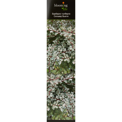 Барбарис тунберга Сильвер Бьюти (туба) в интернет гипермаркете «Планета Лета». Фото