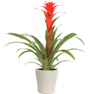 Гузмания Calypso, Гор13, Выс50 в интернет гипермаркете «Планета Лета». Фото