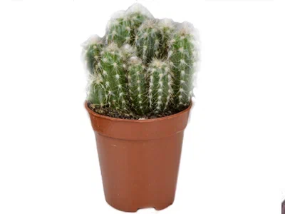 Кактус OREOCEREUS, Гор10, Выс35 в интернет гипермаркете «Планета Лета». Фото