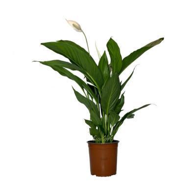 Спатифиллум Cupido, Гор17, Выс70 в интернет гипермаркете «Планета Лета». Фото