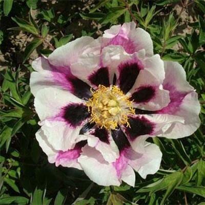 Пион рока Врата Храма (туба) в интернет гипермаркете «Планета Лета». Фото