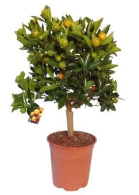 Цитрофортунелла Mix, Гор22, Выс80 в интернет гипермаркете «Планета Лета». Фото