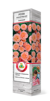 Роза спрей (миниатюрная) Алегрия/ЦКор в интернет гипермаркете «Планета Лета». Фото
