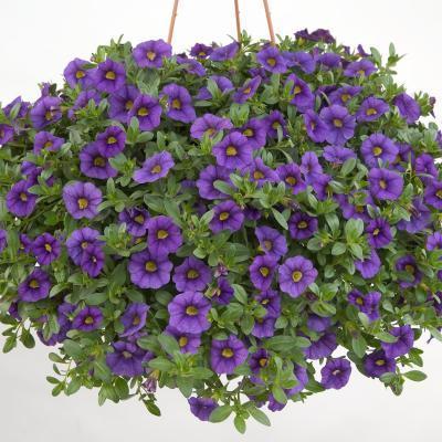 Калибрахоа ампел., Гор11 М в интернет гипермаркете «Планета Лета». Фото