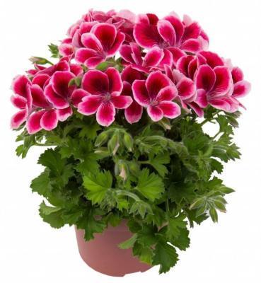 Пеларгония королевская, Гор13 М в интернет гипермаркете «Планета Лета». Фото