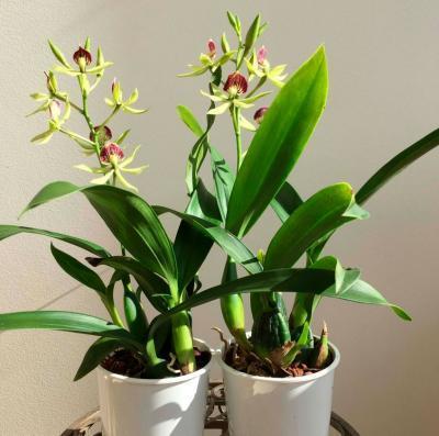 Орхидея Encyclia,  Гор9, Выс30 в интернет гипермаркете «Планета Лета». Фото