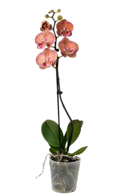 Фаленопсис 1 pp Big Lip, Гор12, Выс70 в интернет гипермаркете «Планета Лета». Фото