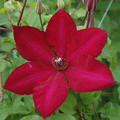 Клематис крупноцветковый Солидарность/ЦКор в интернет гипермаркете «Планета Лета». Фото