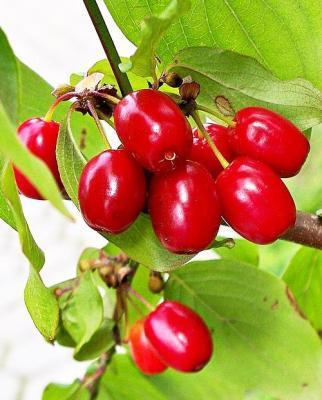 Кизил плодовый Настя С2 Н30 в интернет гипермаркете «Планета Лета». Фото