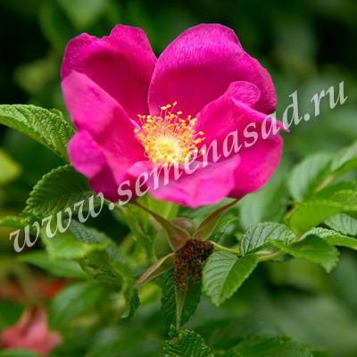Роза морщинистая Рубра П в интернет гипермаркете «Планета Лета». Фото