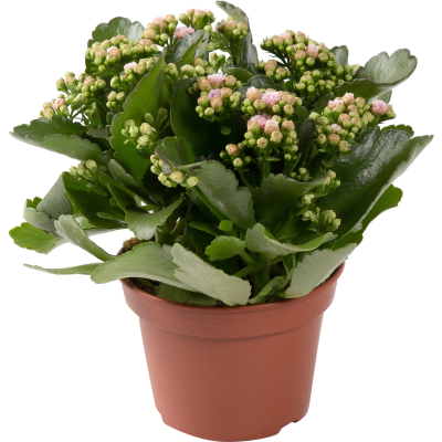 Каланхоэ Calandiva Mix в плошке, Гор15, Выс30 в интернет гипермаркете «Планета Лета». Фото