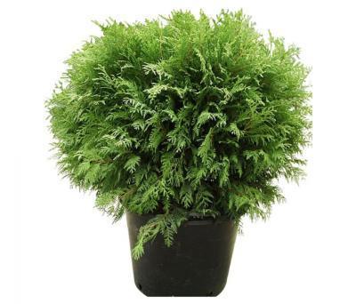 Туя запад.Вудварди С3, Выс30-40 КТ в интернет гипермаркете «Планета Лета». Фото