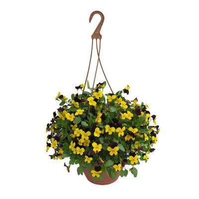 Виола подвес, Гор18 М в интернет гипермаркете «Планета Лета». Фото