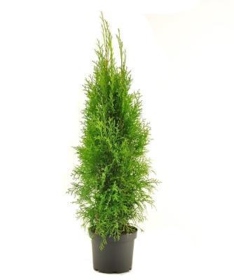 Туя запад.Smaragd, Гор17, Выс70 в интернет гипермаркете «Планета Лета». Фото