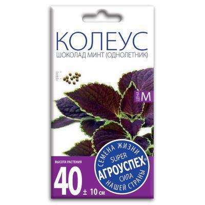 Колеус Шоколад Минт 5 шт в интернет гипермаркете «Планета Лета». Фото