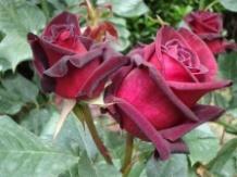 Роза чайно-гибридн Чатыр Даг в коробке в интернет гипермаркете «Планета Лета». Фото