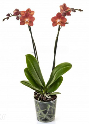 Фаленопсис 2 pp Horizon, Гор12, Выс60 в интернет гипермаркете «Планета Лета». Фото