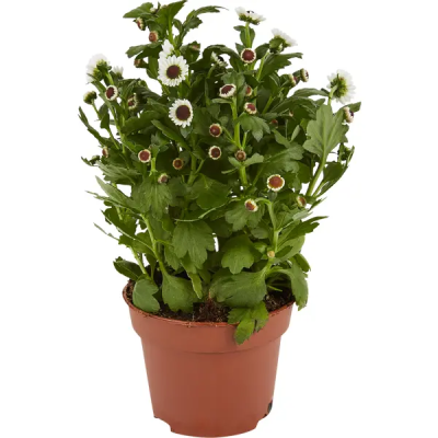 Хризантема Yin Yang, Гор12, Выс26 в интернет гипермаркете «Планета Лета». Фото