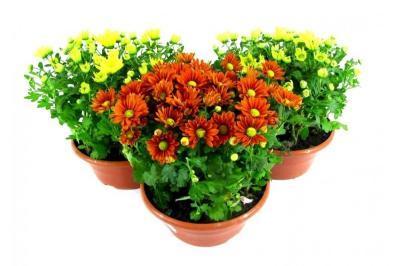 Хризантема ф.шар в плошке, Гор23, Выс30 в интернет гипермаркете «Планета Лета». Фото