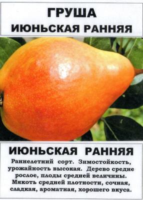 Груша Июньская ранняя 2-летка С4 Н140 в интернет гипермаркете «Планета Лета». Фото