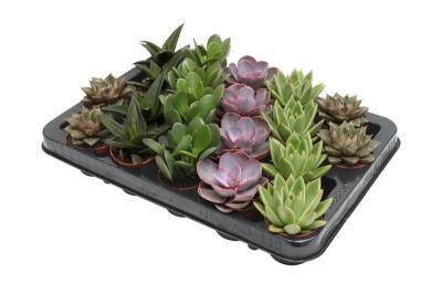 Суккуленты Mix, Гор5, Выс10 в интернет гипермаркете «Планета Лета». Фото