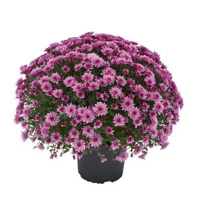 Хризантема мультифлора, Гор11 М в интернет гипермаркете «Планета Лета». Фото