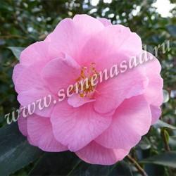 Камелия японская Спринг Фестиваль П в интернет гипермаркете «Планета Лета». Фото