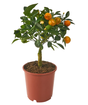 Цитрофортунелла Calamondin, Гор14, Выс35 в интернет гипермаркете «Планета Лета». Фото