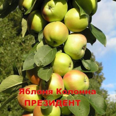 Яблоня колоновидная Президент 2-летка С4 Выс80 в интернет гипермаркете «Планета Лета». Фото